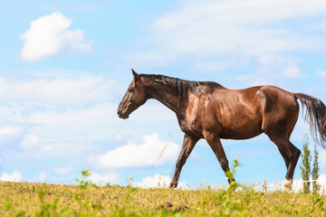 Obraz premium Majestic graceful brown horse in meadow.