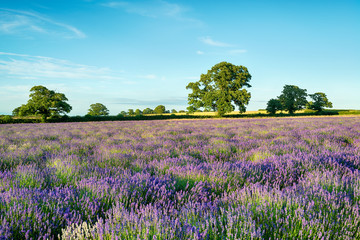 A field of Lavender growing in the English countryside in Somerset