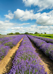 Lavender Fields in Somerset