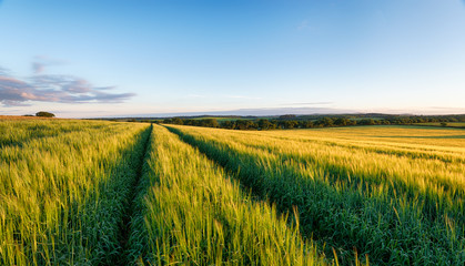 Farmland in Cornwall