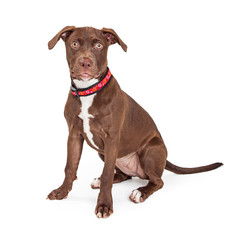 Attentive Brown Mixed Breed Dog Over White