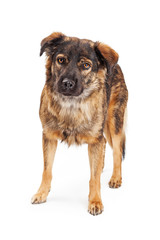 Brown Shepherd Crossbreed Dog