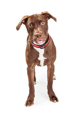 Cute Brown Mixed Breed Dog Over White