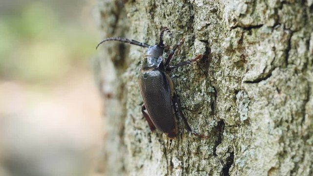 4K Broad-necked Root Borer (Prionus laticollis) - Female 1