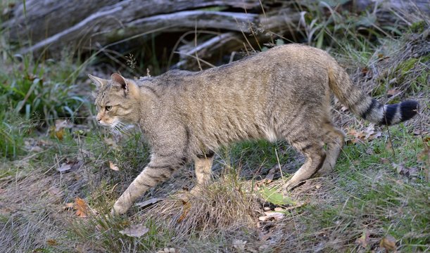 Wildkatze