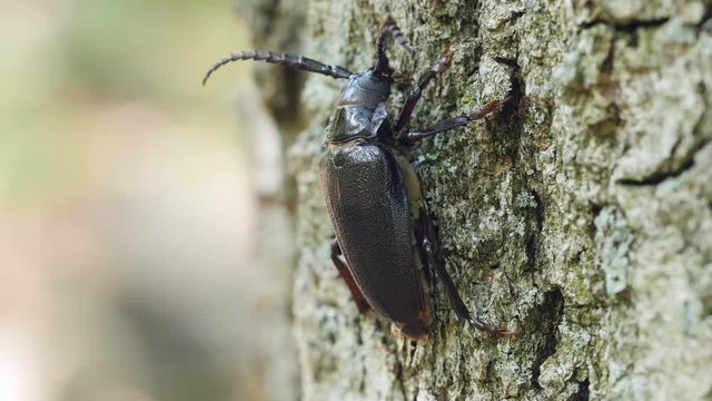 4K Broad-necked Root Borer (Prionus laticollis) - Female 2