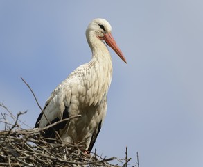 Weissstorch