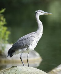 Graureiher