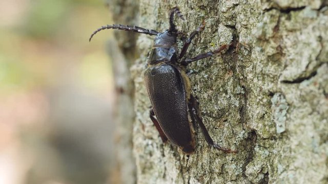 4K Broad-necked Root Borer (Prionus laticollis) - Female 3