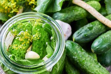Home made pickles in brine with garlic, dill and horseradish © elmowski