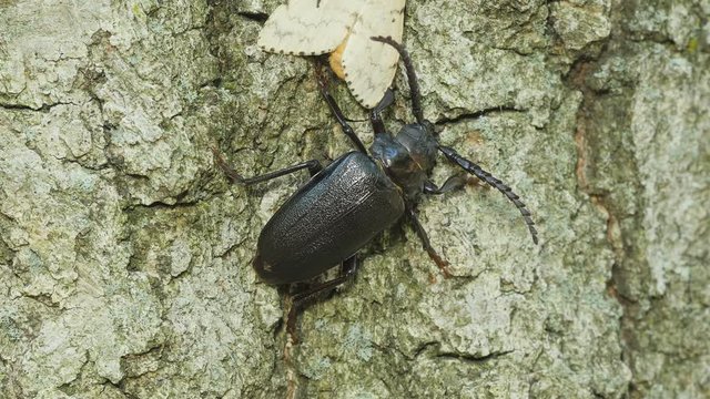 4K Broad-necked Root Borer (Prionus laticollis) and Gypsy Moth (Lymantria dispar) 1