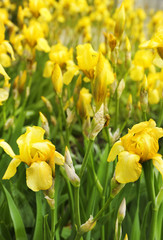 Obraz premium Beautiful yellow irises