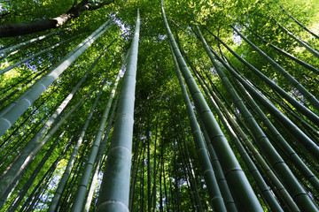 Obraz na płótnie Canvas Bamboo forest of Arashiyama, Kyoto, Japan