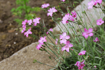 Small beautiful carnations, close up