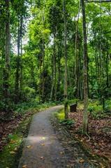 forest road. landscape background