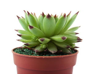 Succulent in flowerpot on white background