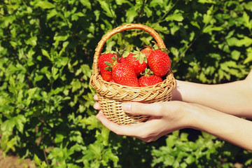 Female hands holding wicker basket with strawberries on blurred nature background