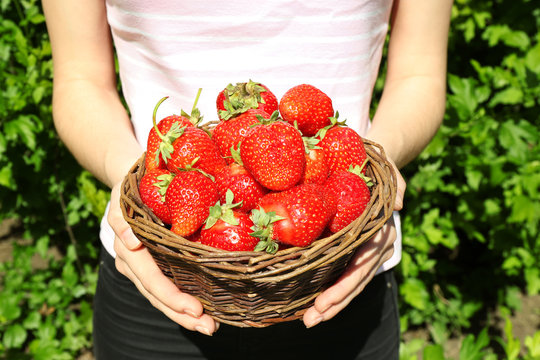 Female hands holding wicker basket with strawberries on blurred nature background