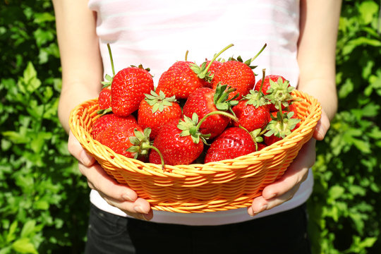 Female hands holding wicker basket with strawberries on blurred nature background