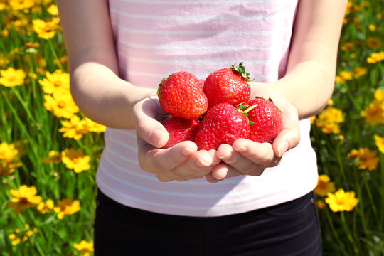 Female hands holding strawberries on blurred flowers background