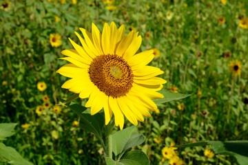 夏です　ひまわり