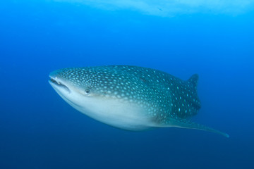 Whale Shark