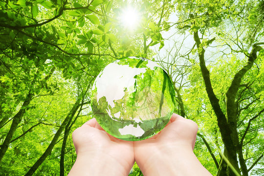 Eco-image of the forest and the globe