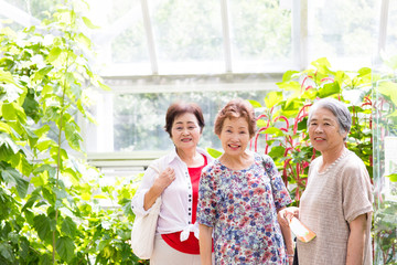 Naklejka premium 高齢者女性3人