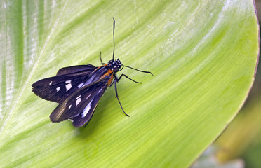 Brazilian butterfly sighted in remnant of Atlantic Rainforest