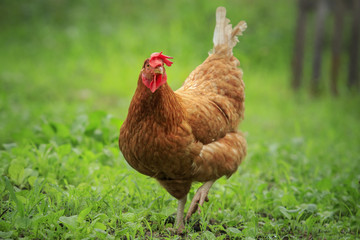 close up brown chicken in green field livestock farm