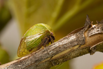 Three-cornered Alfalfa Hopper