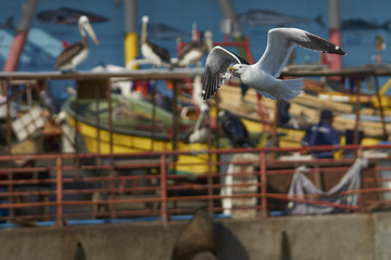 Kelp Gull (Larus dominicanus) with a fish head in its beak flying next to the fish market in...
