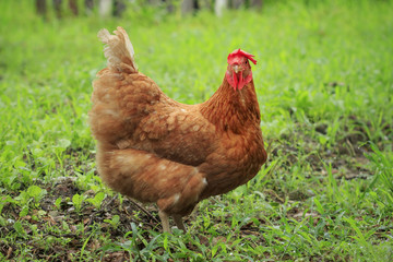 close up brown chicken in green field livestock farm