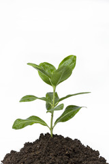 Young flower plant in black soil on white background