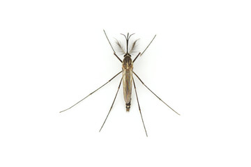 Close up Mosquito isolated on white background