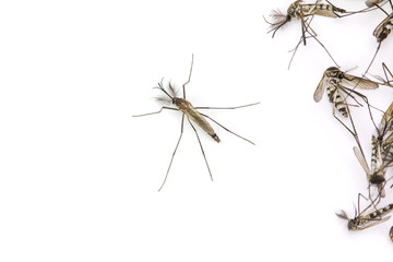 Close up Mosquito isolated on white background, Top view