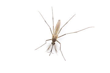 Close up Mosquito isolated on white background