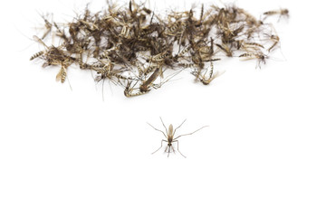 Close up Mosquito isolated on white background