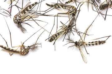 Close up Mosquito isolated on white background