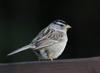 A White-crowned Sparrow (Zonotrichia leucophrys) shot close-up.  Shot on Gabriola Island, British Columbia, Canada..