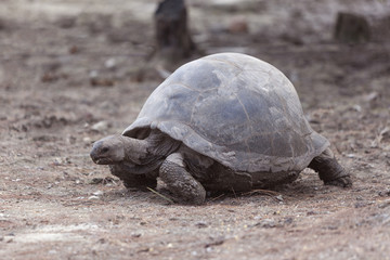 Obraz premium Giant tortoise at Curieuse island, Seychelles