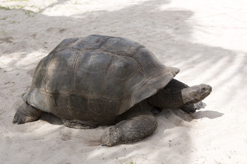 Giant tortoise at Curieuse island, Seychelles