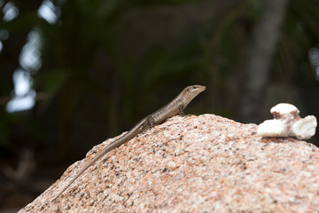 Lizard sunbathing at a rock