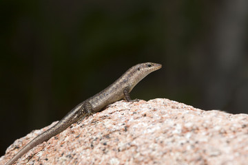 Naklejka na ściany i meble Lizard sunbathing at a rock