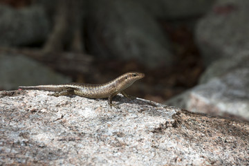 Naklejka na ściany i meble Lizard sunbathing at a rock