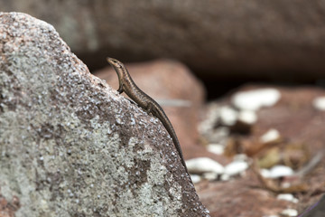 Lizard sunbathing at a rock
