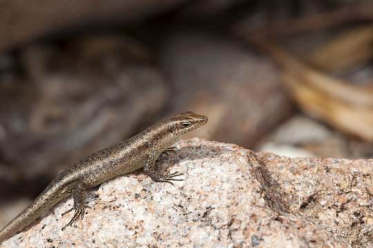 Lizard sunbathing at a rock