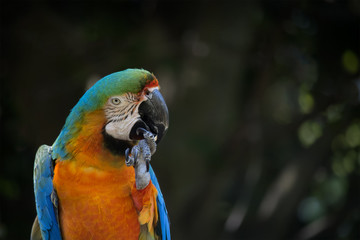 Blue and orange macaw sitting on a perch and cleaning its talons