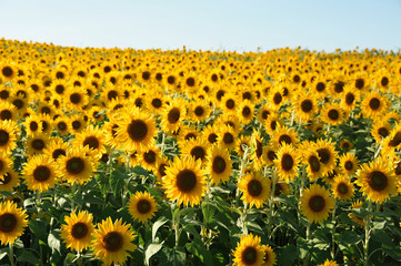 zonnebloem die in de zomer in het veld bloeit