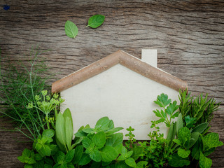 Aromatic herbs and spices  green mint ,fennel ,oregano, sage,lem